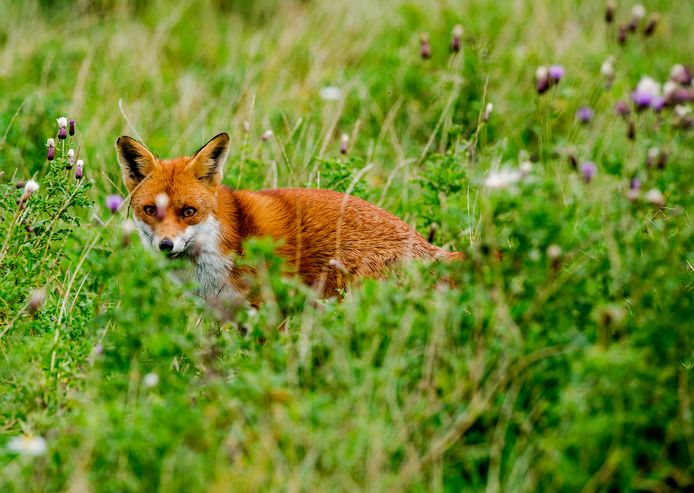 De jacht op vossen is afgelopen, oordeelt de rechter. Eerst moet worden aangetoond dat de dieren schade veroorzaken.