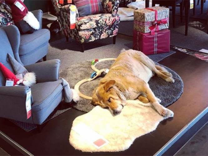 Siciliaanse Ikea zet deuren open voor zwerfhonden om ze te beschutten tegen hondenweer