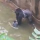 Dierentuin schiet gorilla dood die kleuter rondsleept