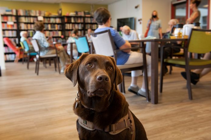 Labrador Dinthe komt iedere vrijdag naar de dagbesteding van De Zes Molens in Hoornaar.