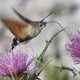 De bijzondere algemene kolibrievlinder