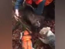 Un sanglier acculé par des chiens et tué au couteau par des chasseurs: la vidéo filmée en Belgique qui indigne