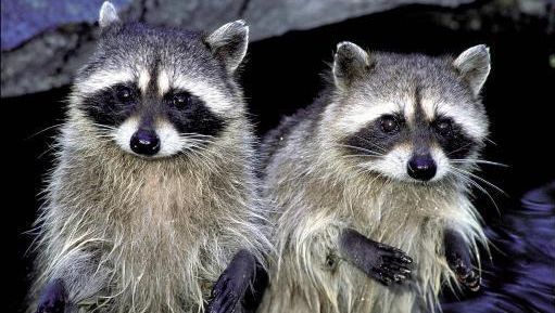 Tegenstander inhoudsopgave Pijlpunt Lijst met 42 zoogdieren die je als huisdier mag houden | Dieren | hln.be