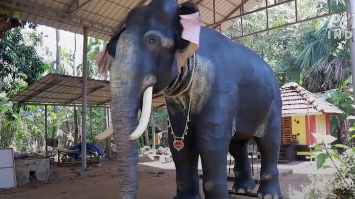 De robotolifant weegt 800 kilo en is 1 meter hoog.