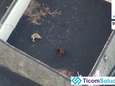 Les chiens piégés par la lave à La Palma sont sains et saufs: la preuve en images