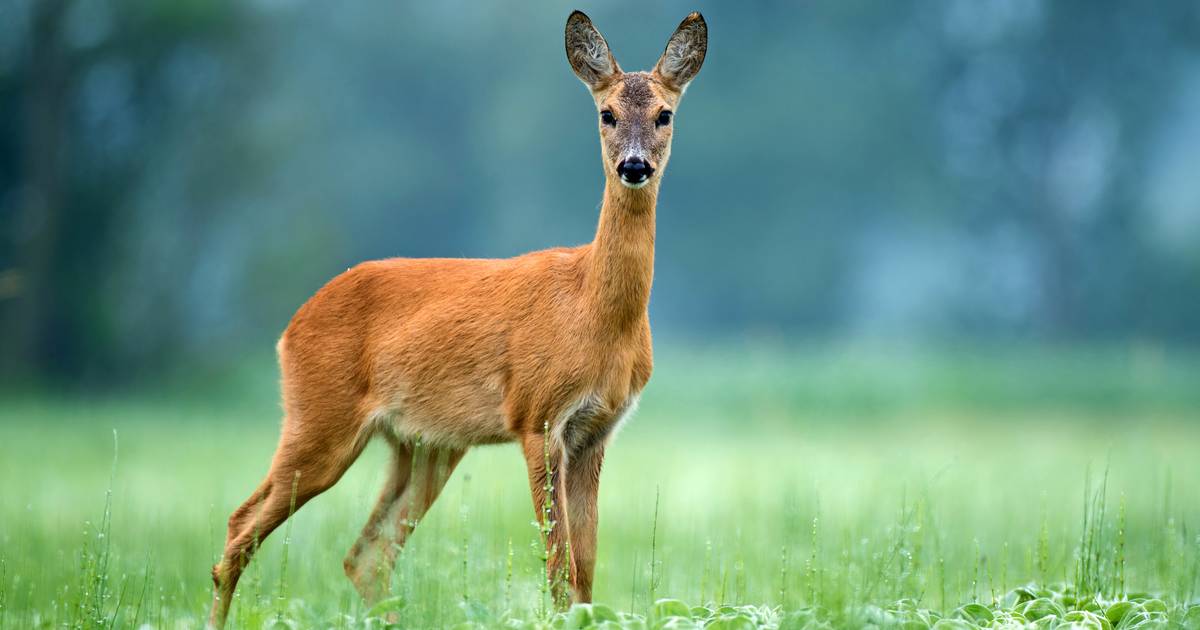 Willem begrijpt er niets van: éérst natuur creëren om reeën te lokken.. 'En dan schiet je ze dood' -
