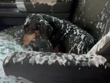 Bonjour les dégâts: un chien ouvre la fenêtre de la voiture dans une station de lavage
