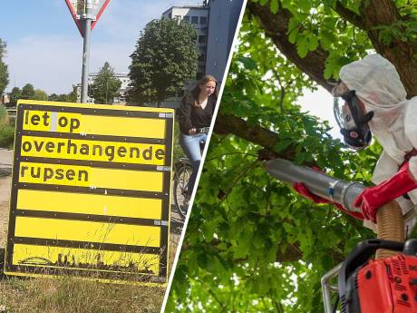 ‘Overhangende rupsen’ terug in Zwolle, maar met stofzuigers bewapende gemeente is klaar voor de strijd