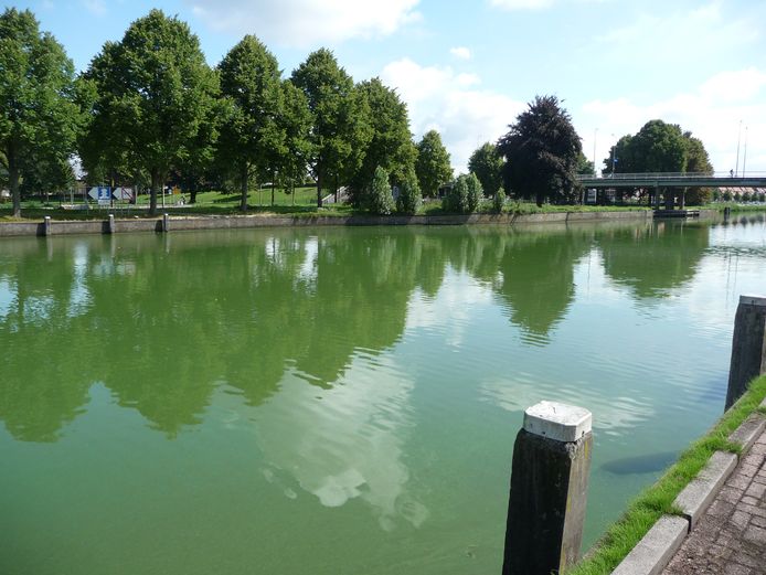 resterend Fonkeling Platteland Water Zuid-Willemsvaart kleurt groen door blauwalg | Stadsgezicht Den Bosch  | bd.nl