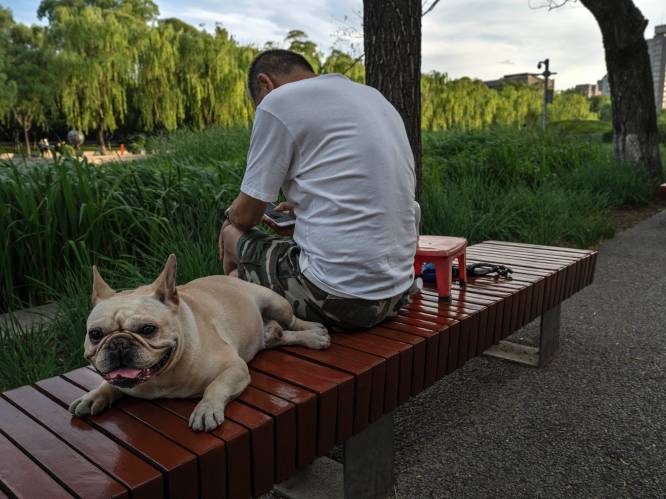 Nooit geziene hitte in Azië: meer dan 40 graden in Siberië, China flirt met 50 (!) graden