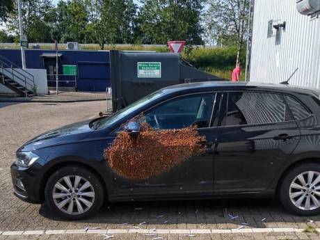 Dat is even schrikken: bestuurder treft duizenden bijen aan op portier van zijn auto