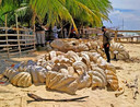 De Filipijnse kustwacht toont in beslag genomen gigantische schelpdieren, plaatselijk bekend als 'Taklobo'.