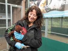 Vogelopvang krabbelt weer op na heftige periode met vogelgriep: ‘We hebben best wat tranen gelaten’