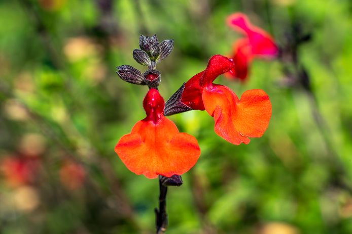 Royal Bumble.