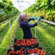 Hoeveel aardbeien plukken we nog in Nederlandse kassen, tunnels en velden?