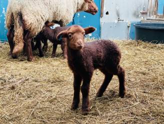 ‘Babyboom’ op de schapenboerderij: “Al 50 lammetjes geboren, nog 50 te gaan”
