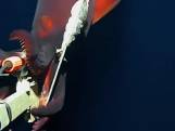 Diepzee-inktvis valt onderwatercamera aan in Stille Oceaan