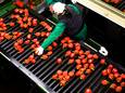 Biologische teelt van rode paprika.
