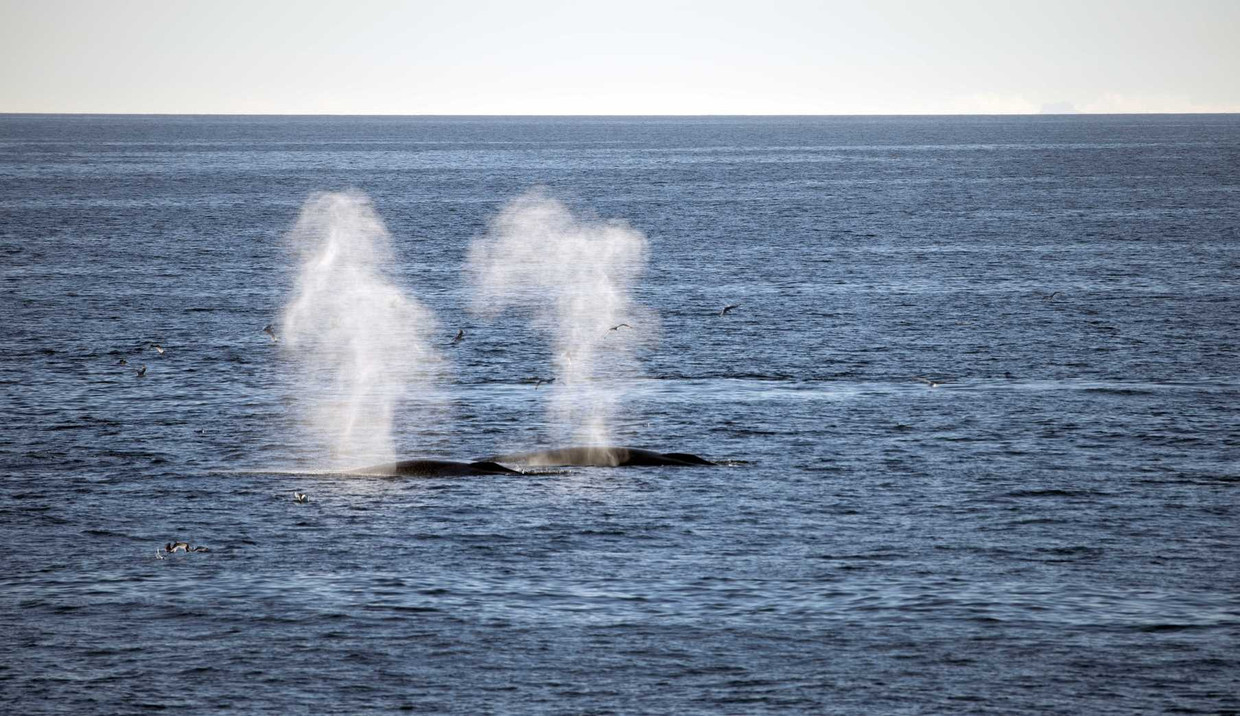 Een walvis bij het eiland Edgeøya. Beeld anp