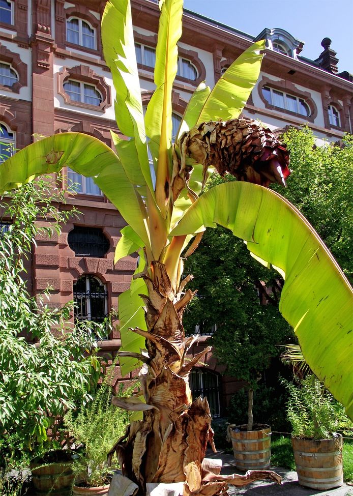 L'ensète, "Ensete ventricosum"