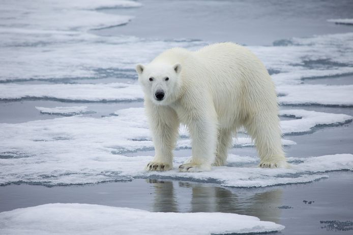 Un ours polaire au Svalbard (illustration).