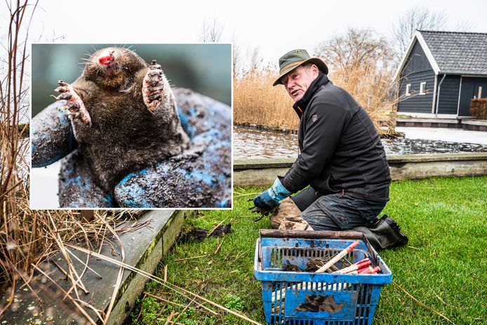 Ongediertebestrijder Fred Kraan, met links in het kader een mol.