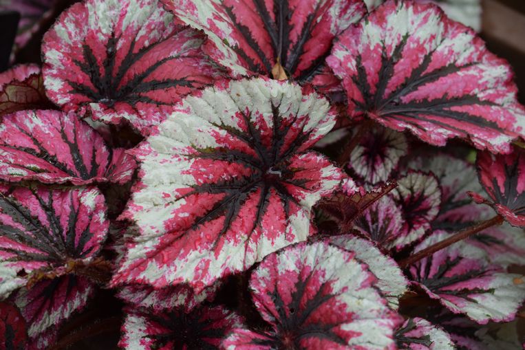 Bonte kleuren van de bladbegonia (begonia rex) Beeld Getty Images