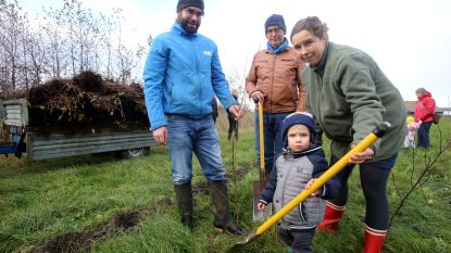 Glascontainer maasmechelen