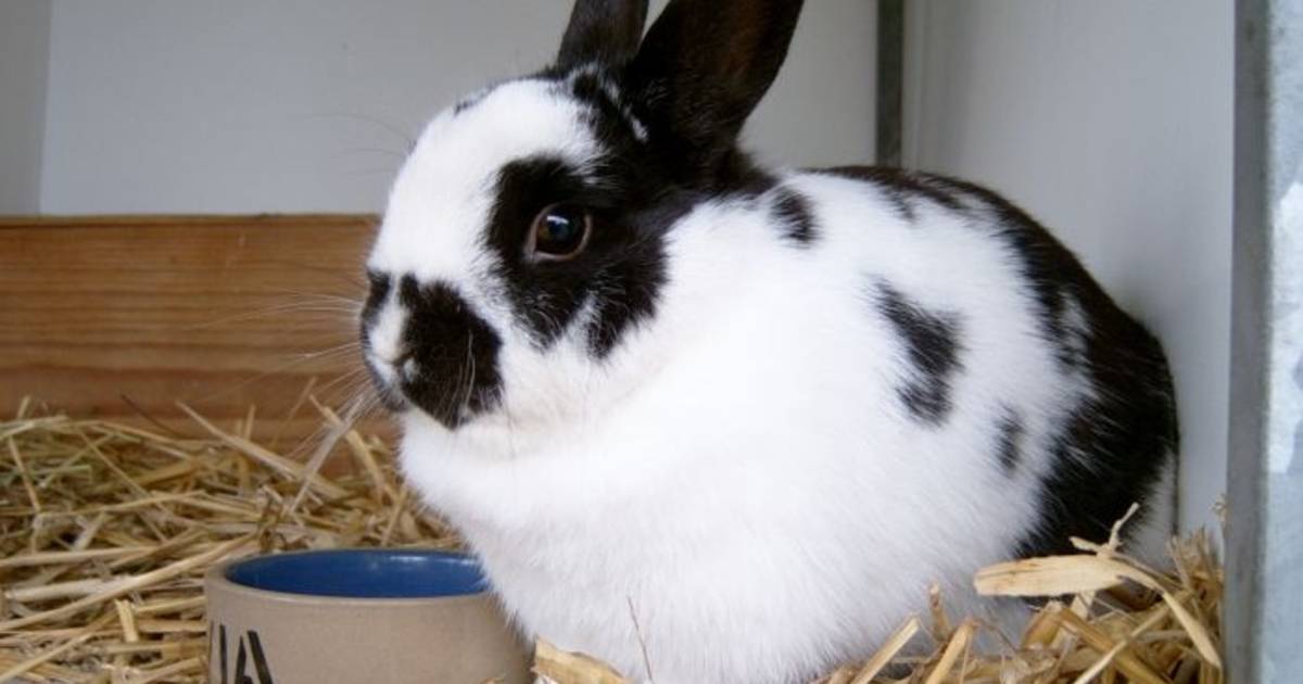 hulp in de huishouding Veroorloven Manoeuvreren 50 konijnen wachten op nieuw huis | Nijmegen | gelderlander.nl