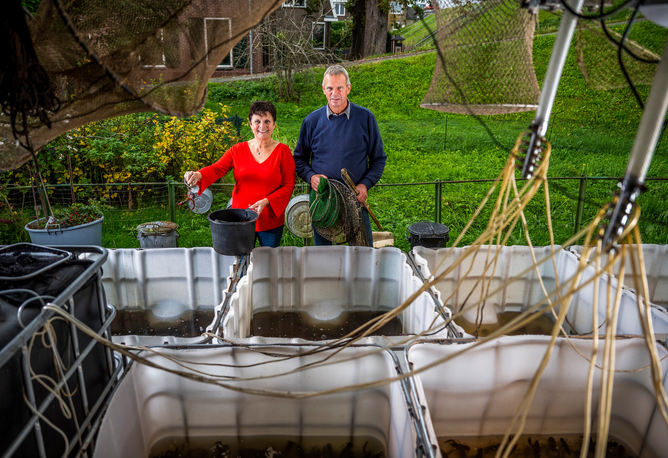 Ramona en Jan de Waard hebben in hun tuin bakken vol in de polder gevangen Amerikaanse rivierkreeften staan. De binnenvisser levert ze aan groothandels en horeca.