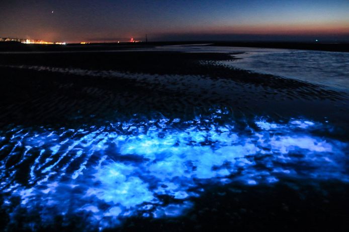 roterend Oorzaak Ijdelheid Zeevonk doet zeewater blauw oplichten aan de westkust: “Een van de  allermooiste natuurfenomenen” | Koksijde | hln.be