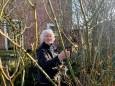 Mary (77) snoeit al haar 320 rozen nog zelf: ‘Eigenwijsheid is ook wijsheid toch?’