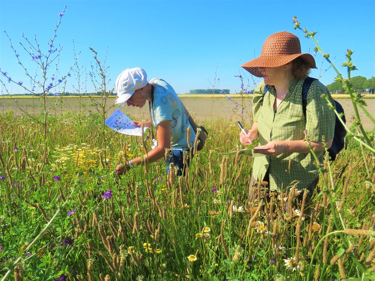 Insectentellers in actie. Beeld Koos Dijksterhuis