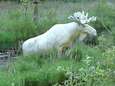 Gespot in Zweden: zeldzame witte eland
