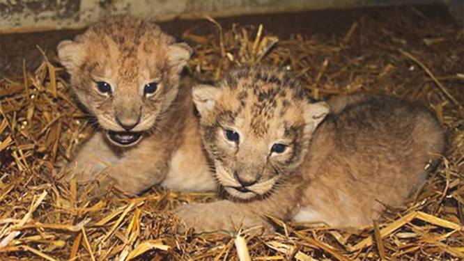 Zweedse zoo doodt negen gezonde leeuwenwelpjes omdat ze te duur zijn