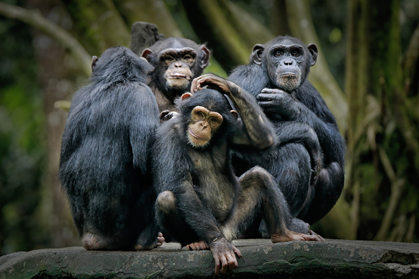 Chimpansees zijn sociale dieren en horen in het wild.