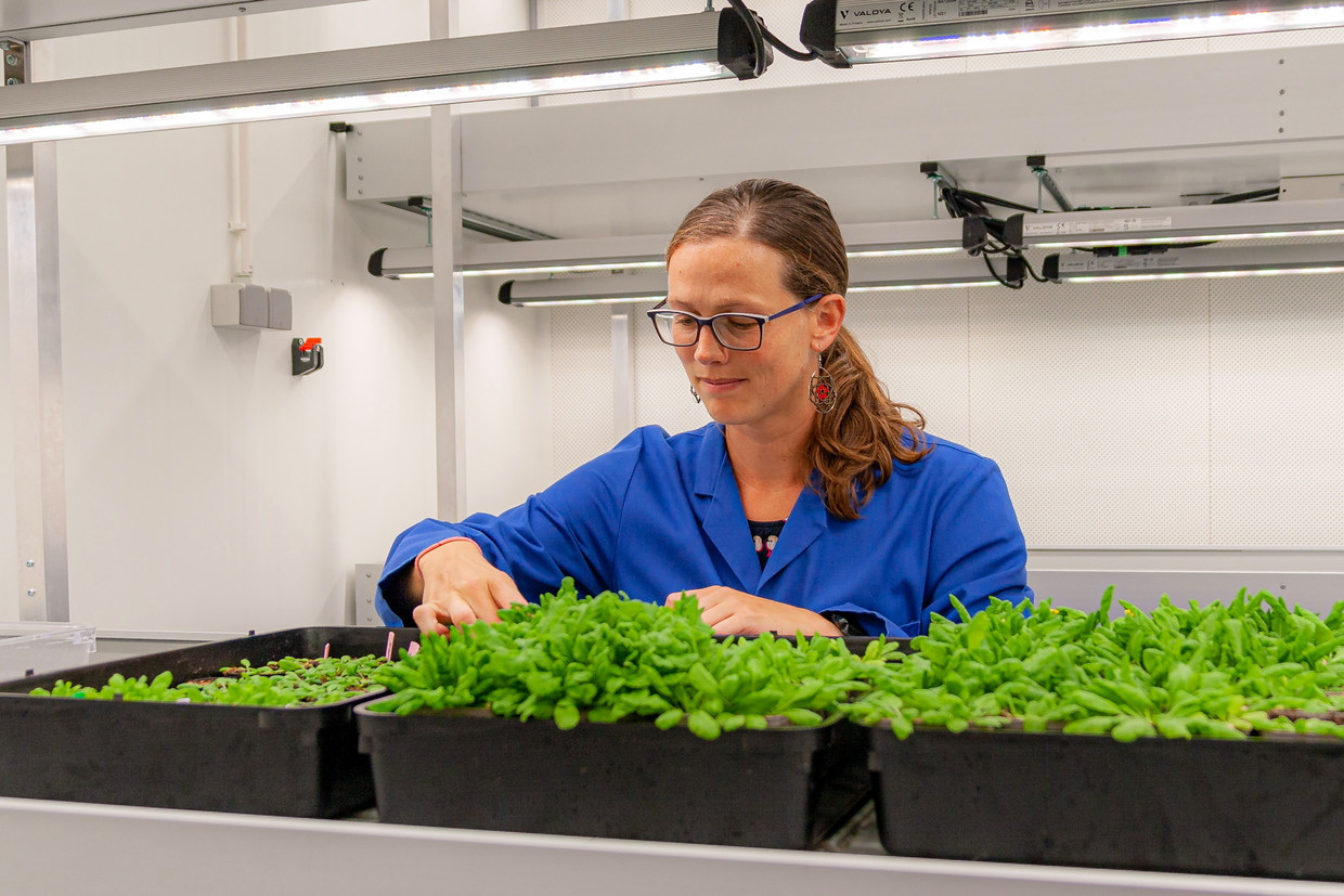 Botanist Ava Verhoeven during her research.  Laura Dijquizen's photo