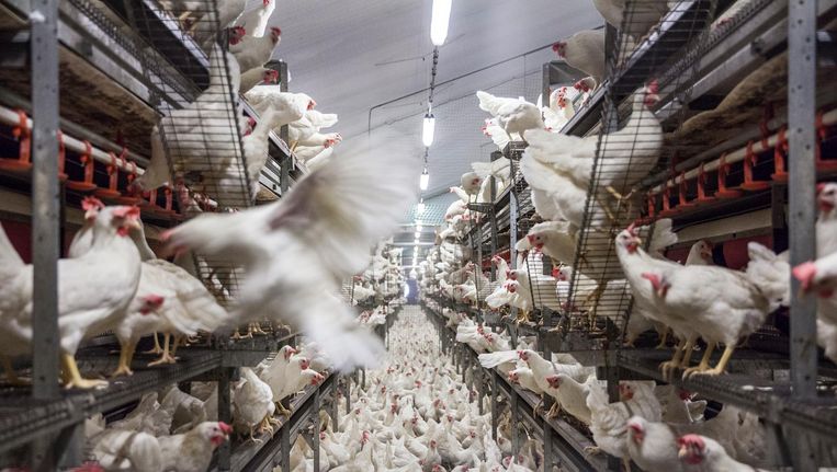 Een stal van pluimveehouder Jan Bouwhuis in het Drentse Witteveen, bij wiens eieren ook fipronil is gevonden. Beeld Harry Cock / de Volkskrant