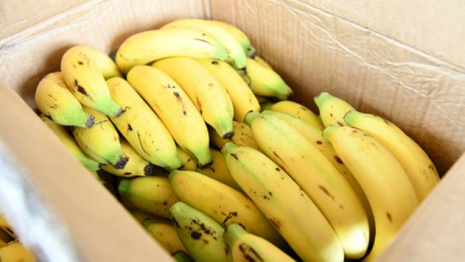 Cocaïne in container met bananen: twee mannen krijgen dertig maanden cel