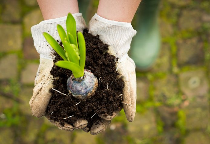 Minder vlees eten, bomen in je tuin planten, een zuinige auto nemen en de verwarming lager zetten: iedereen kan stappen zetten om minder broeikasgassen uit te stoten.