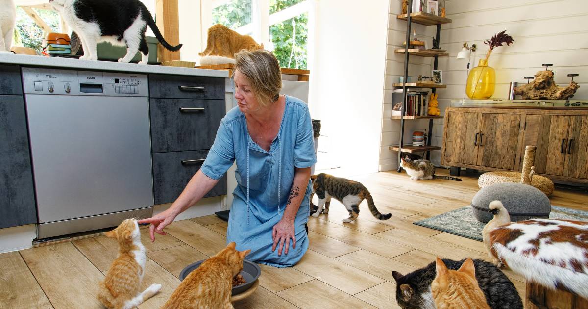 Arianne geeft 23 gehandicapte katten een warm thuis: 'Alleen een partner als hij van katten houdt' -