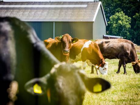 Welke boerenbedrijven stoten veel stikstof uit? Maandag maakt minister uitkoopregeling bekend
