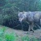 Doodgereden wolvin opgejaagd door mensen