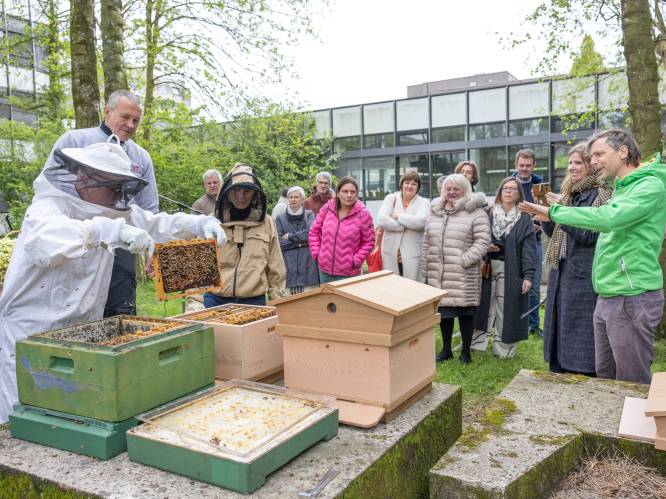 Bijtjes uit Kortrijk krijgen nieuwe stek in Gent 