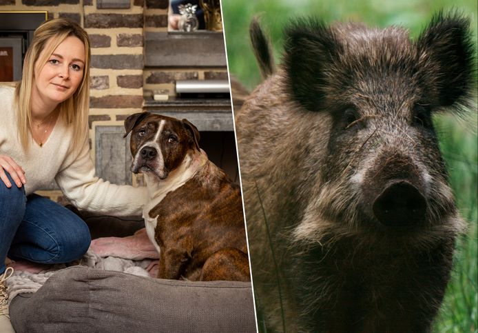 Steffi Derwael en hond Zino die werd aangevallen door een wilde zeug. Twee bijtwonden in zijn nek en één in zijn buik zijn het resultaat.