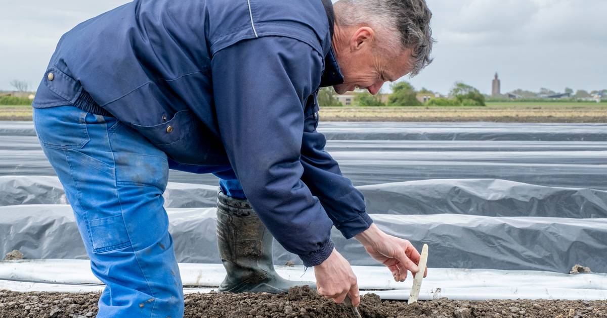 Walcherse asperges groeien op een kreekrug