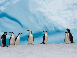 Aanpassing aan klimaatverandering valt pinguïns zwaar