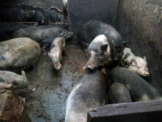 “Nog nooit meegemaakt”: 34 zwaar verwaarloosde hangbuikzwijnen in beslag genomen in Haacht