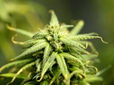 Pas de "cannabis social club" à Namur