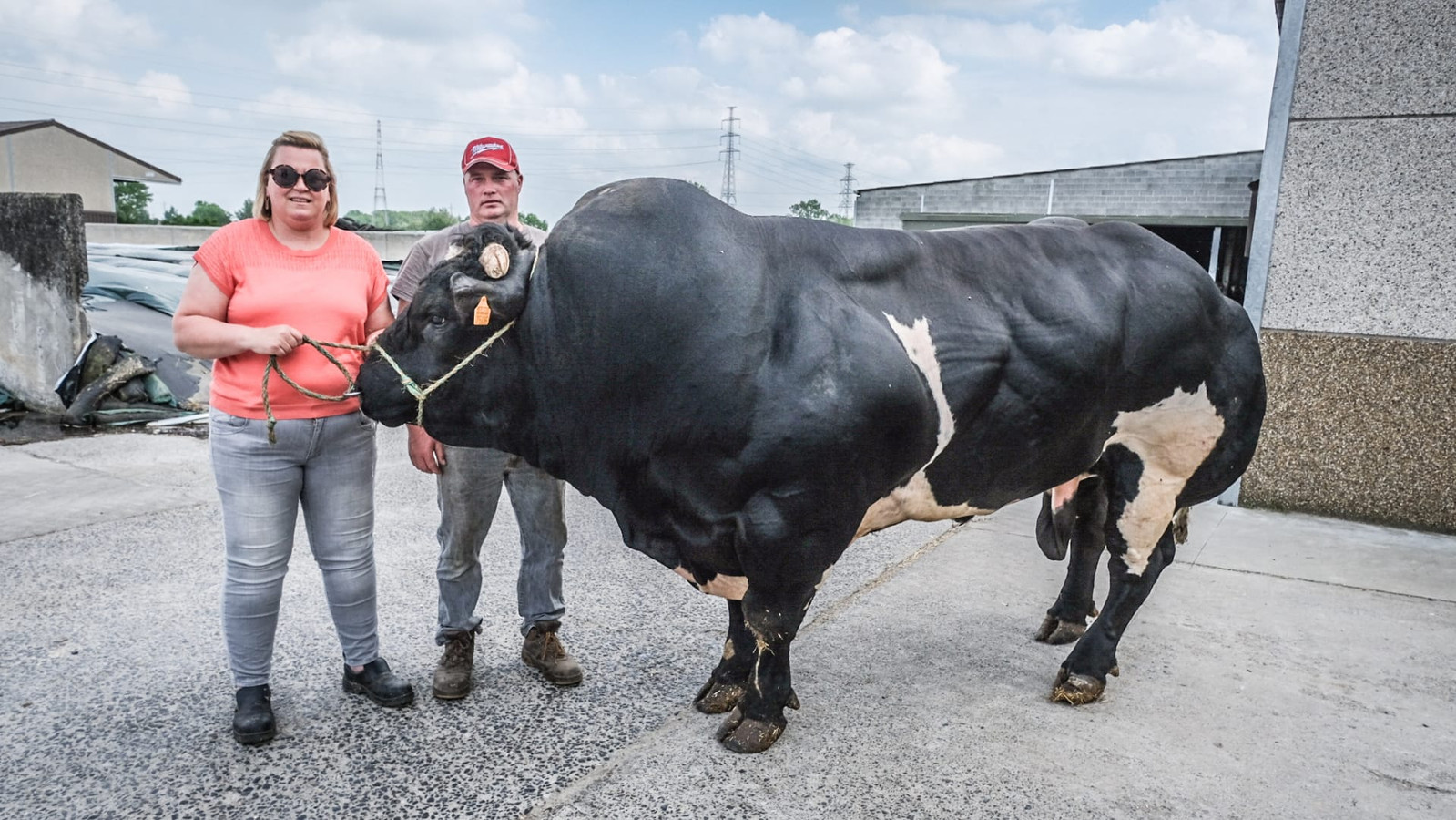 De zwaarste stier van het land? Dat is Ronaldo uit Avelgem, 1633 kg, en één  en al spier | Foto | hln.be